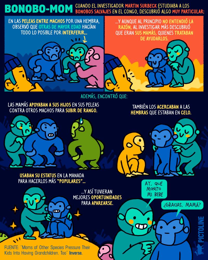 Bonobo Surbeck